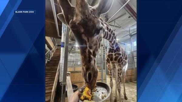 blank&#x20;park&#x20;zoo&#x20;giraffes&#x20;enjoy&#x20;thanksgiving&#x20;treat