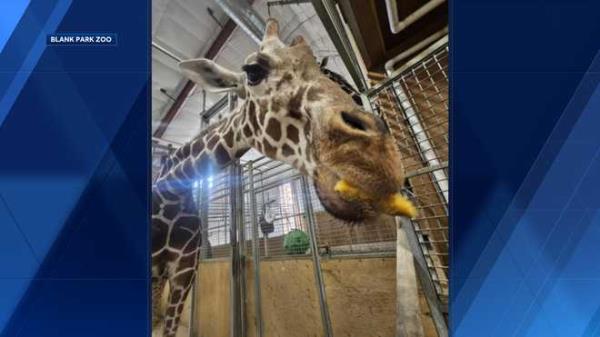 blank&#x20;park&#x20;zoo&#x20;giraffes&#x20;enjoy&#x20;thanksgiving&#x20;treat