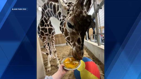 blank&#x20;park&#x20;zoo&#x20;giraffes&#x20;enjoy&#x20;thanksgiving&#x20;treat