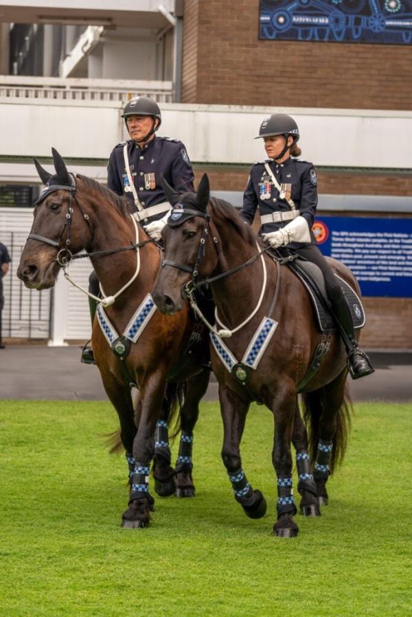 Two police horses