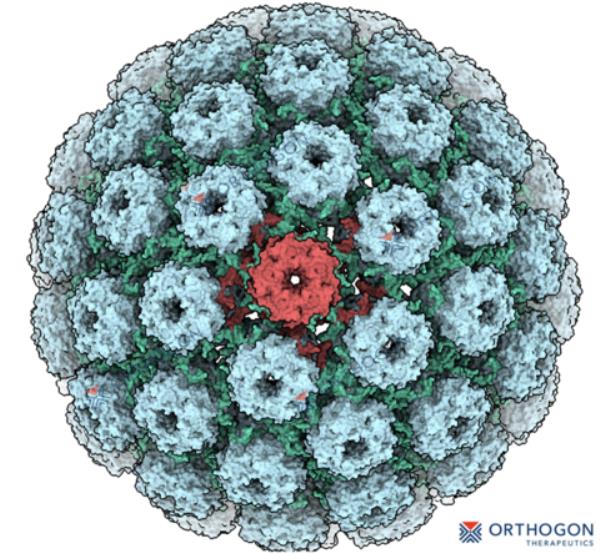 Ultrastructural representation of the BK polyomavirus capsid, featuring 72 pentamers that form its distinct icosahedral symmetry. (Graphic: Business Wire)