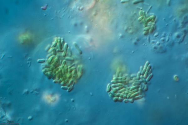 Synechococcus elo<em></em>ngatus PCC 7942 is an im<em></em>portant model cyanobacterium that can respond to seaso<em></em>nal changes in its environment.