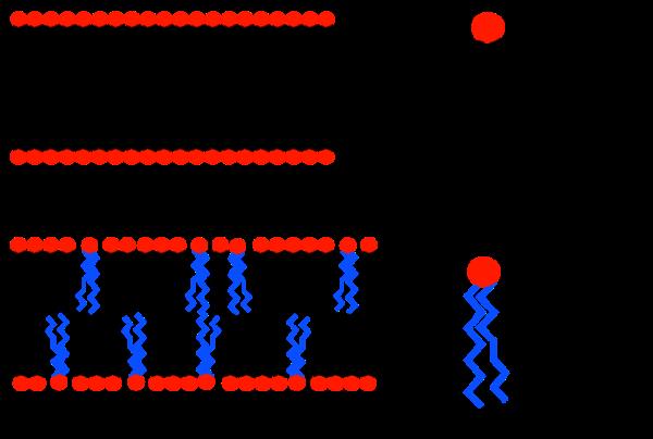 Lipid desaturation is the introduction of a double bond into a fatty acid chain.