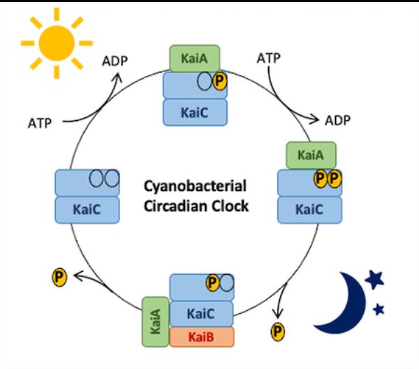 Cyanobacteria were the first prokaryotes in which a circadian clock was discovered.